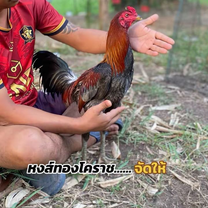 มอส วิตามินไก่ชน