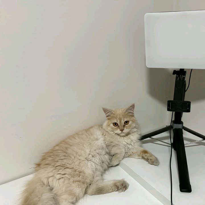 Mochi