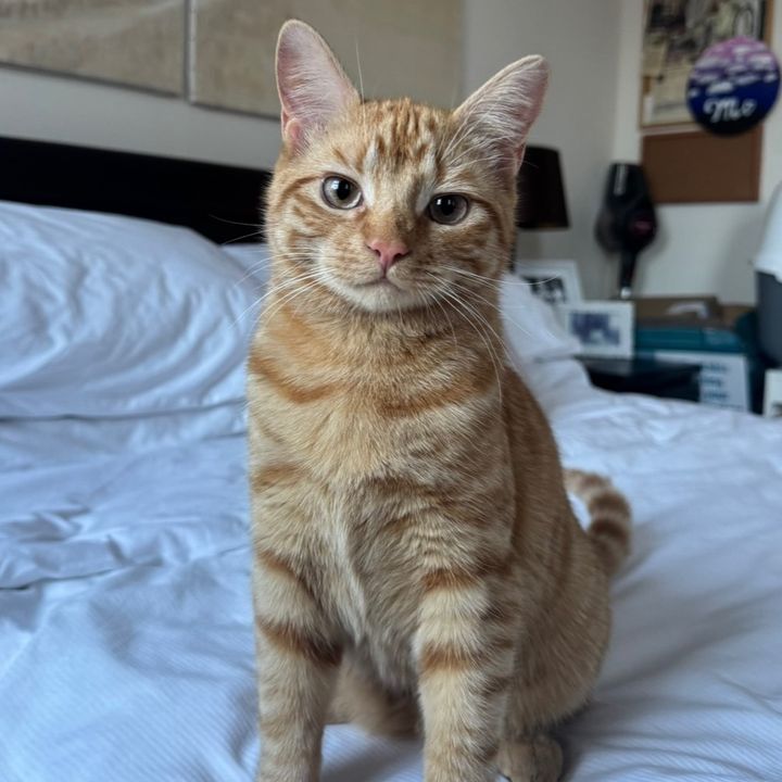 Peanut Boy