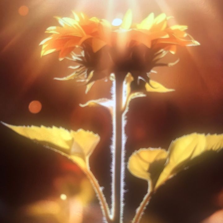 oanzpwel6644