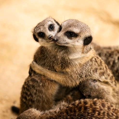 animal_land