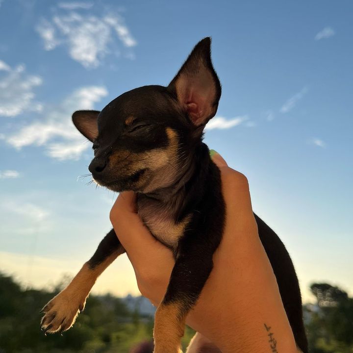 mitama the chihuahua