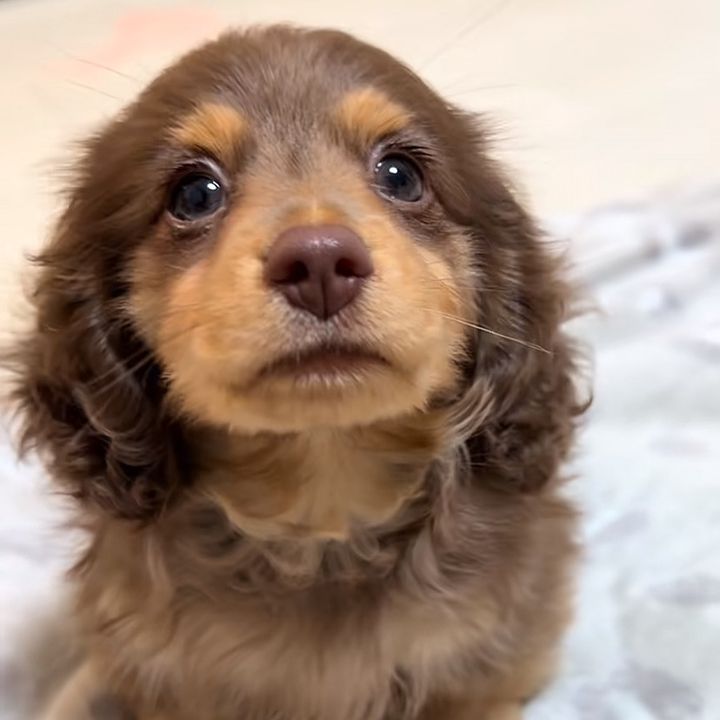 えんけいじやくおう