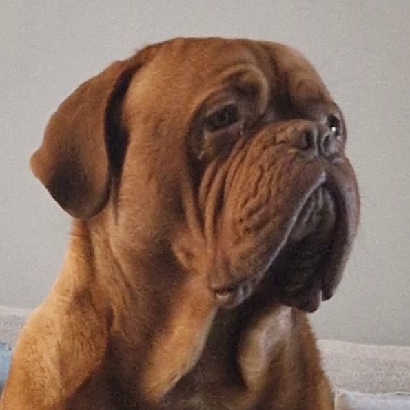 Bertie