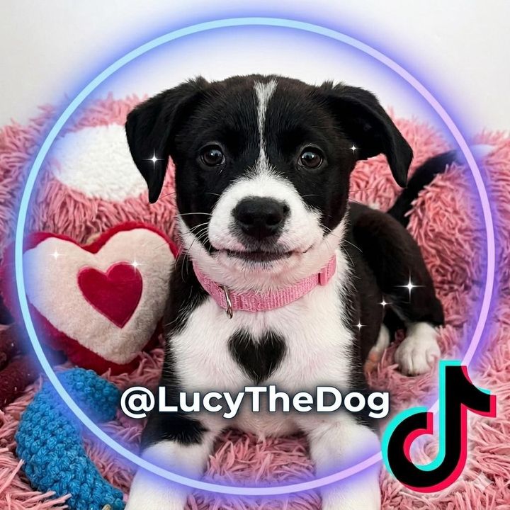 LucyAndTheCats
