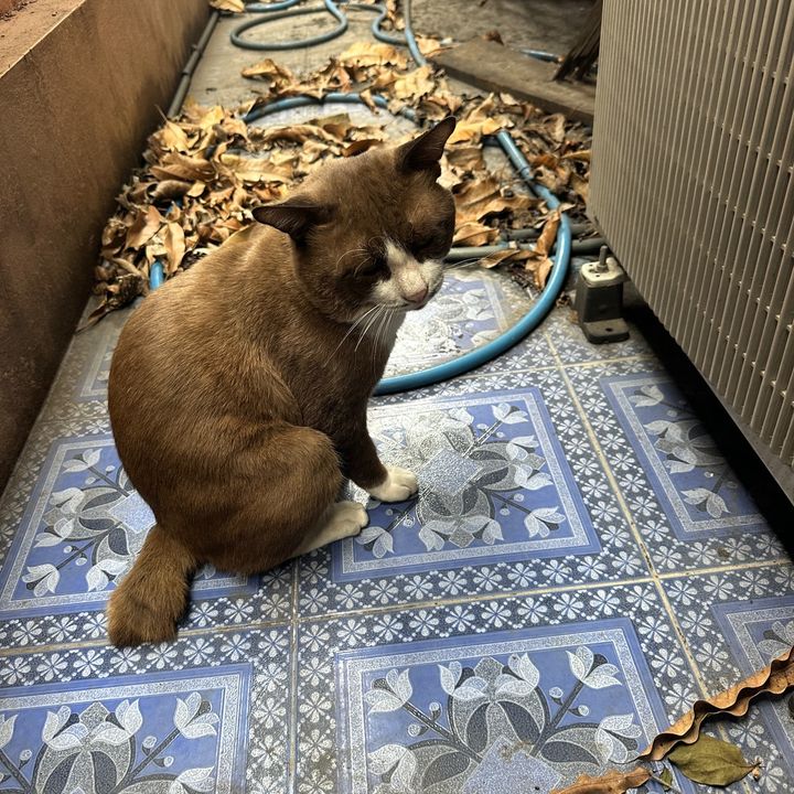 HappyCat