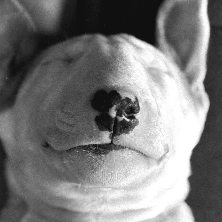 Aaylabullterrier
