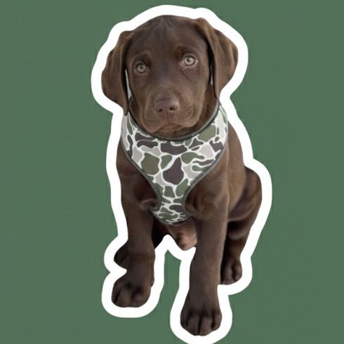 duke | chocolate lab puppy🤎🦆