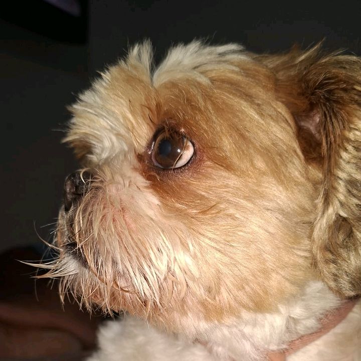 DogTok