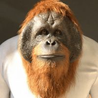 ecole des primates