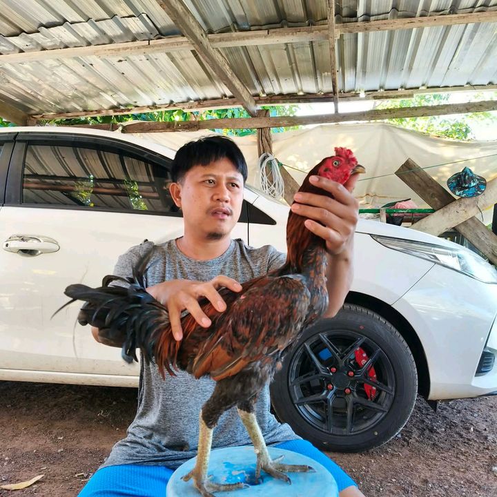 พม่าเบอร์เเข้ง.กาฬสินธุ์