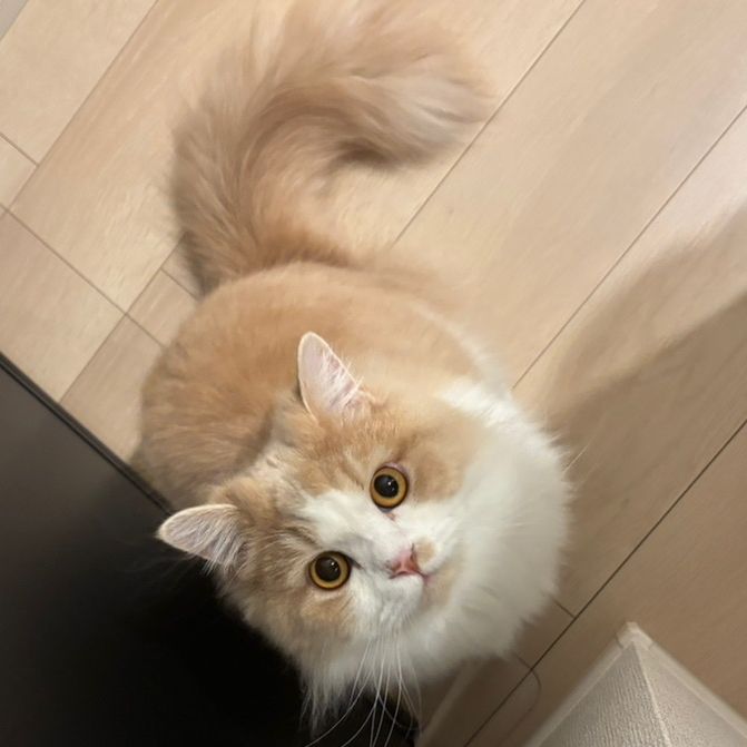 むち猫