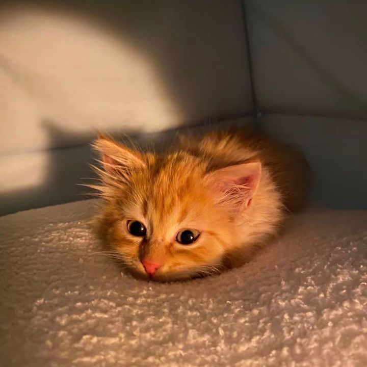 Luckily cat