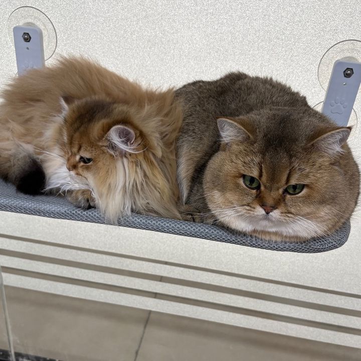 pets
