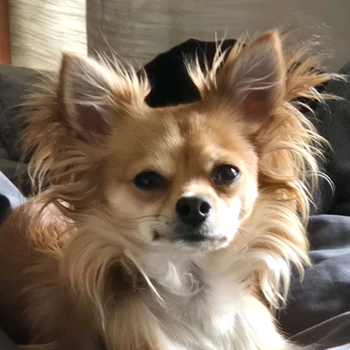 ZiggyTheFawn