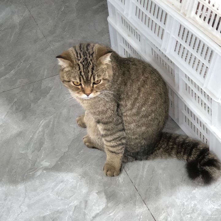 Yellow Cat Crystal