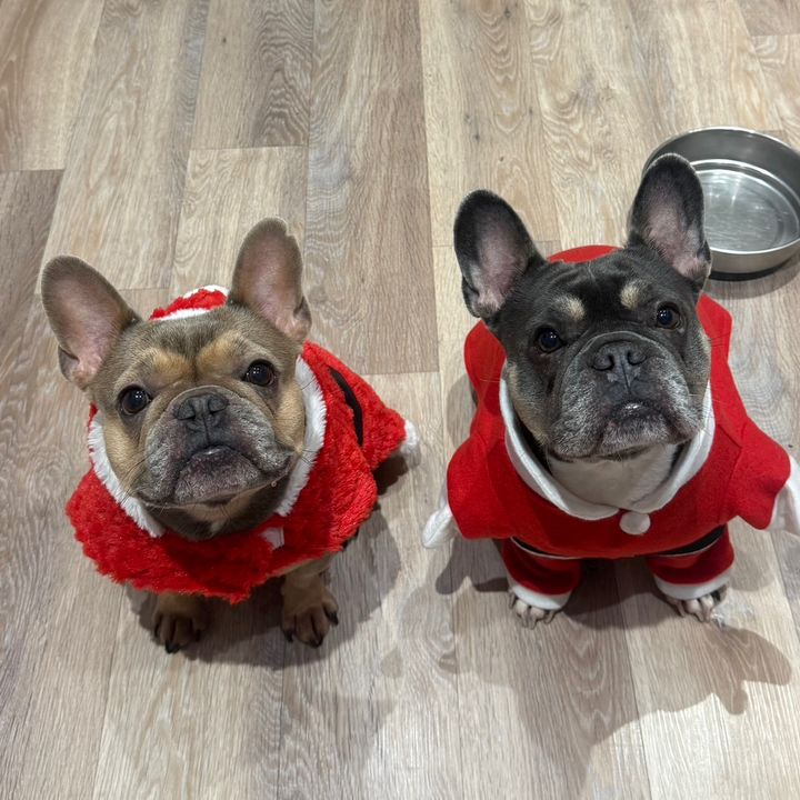 ivyandislafrenchies