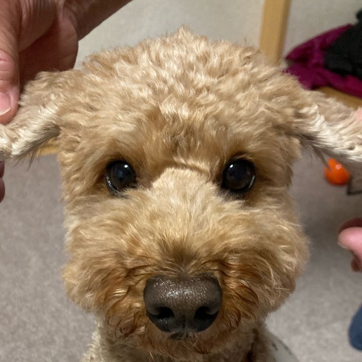 あけちん