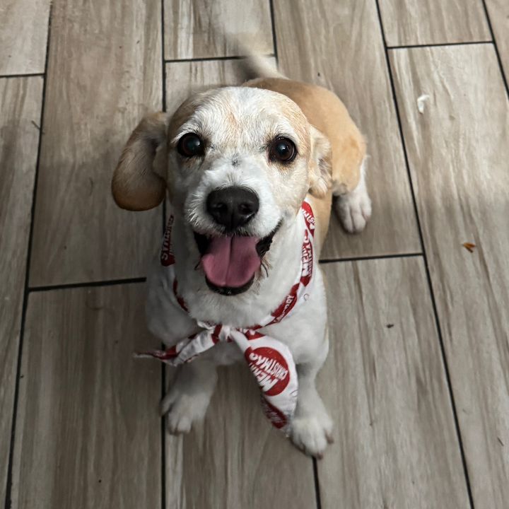 puptreatsandpens