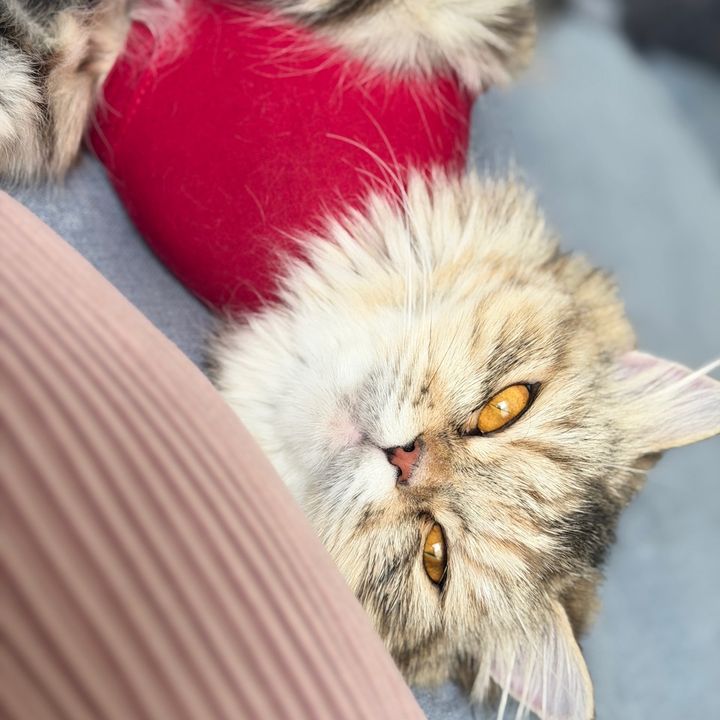 Mama Cat & Babies 🐾
