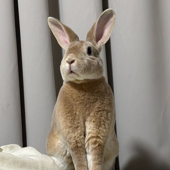 たばさ