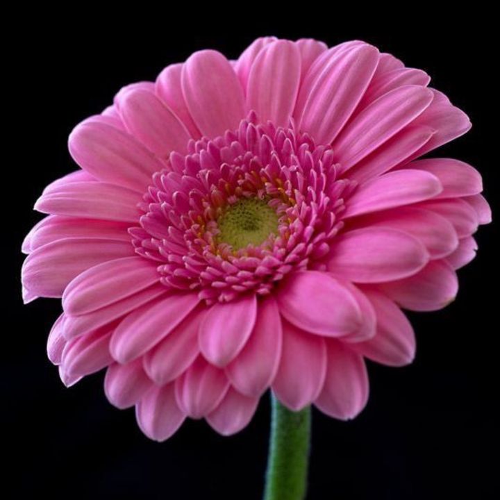 🌸