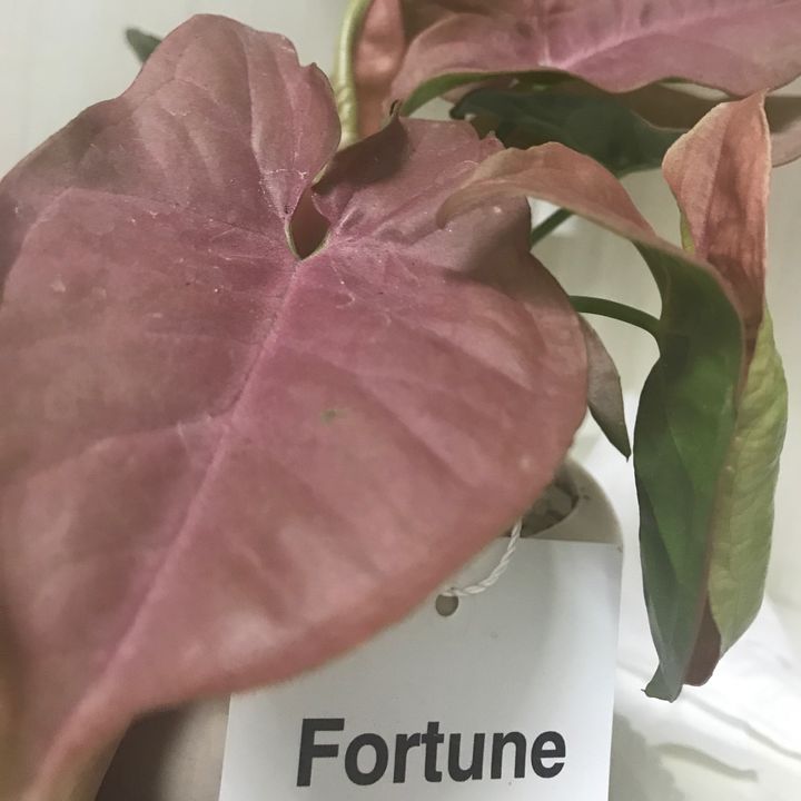 Doumi