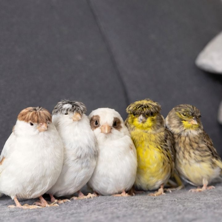 tinycanaries