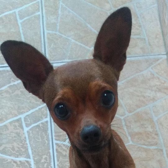 CãoBilly