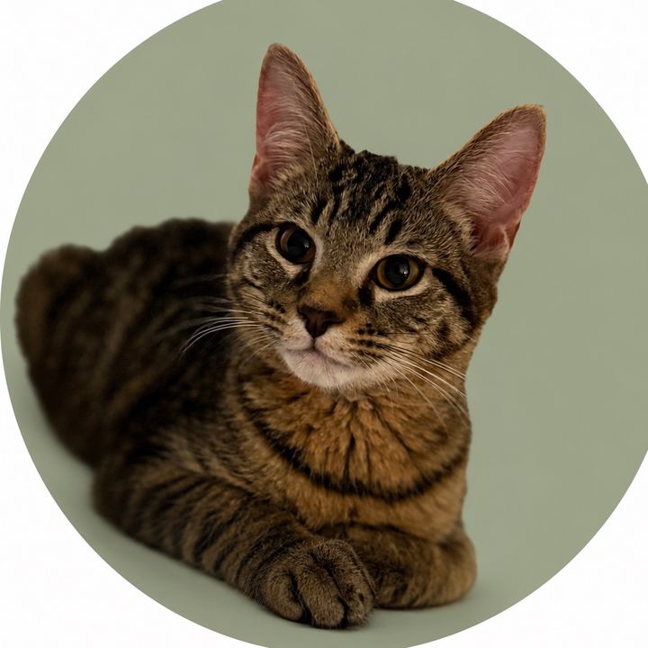Goose the Cat