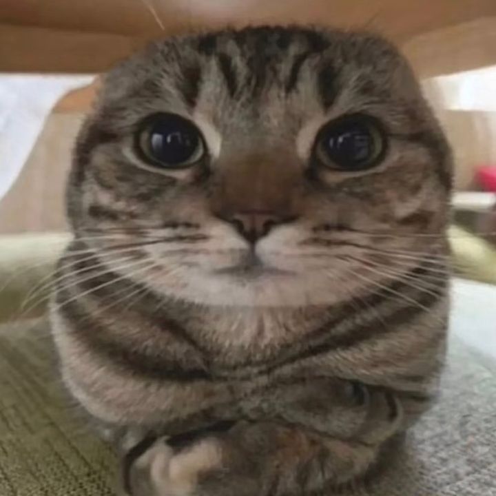 Ri2 squisy