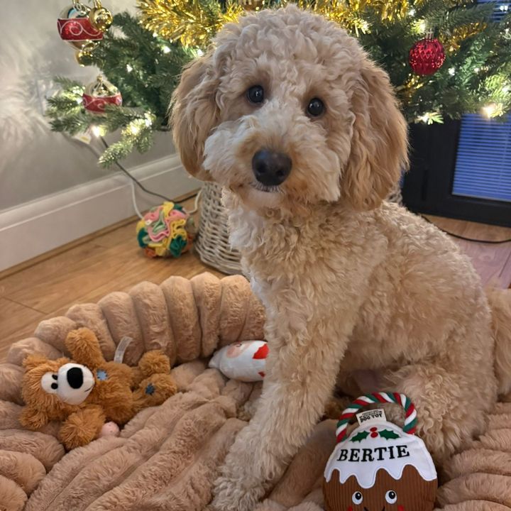 ScouseBertie