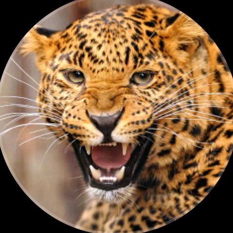 funny animal 767
