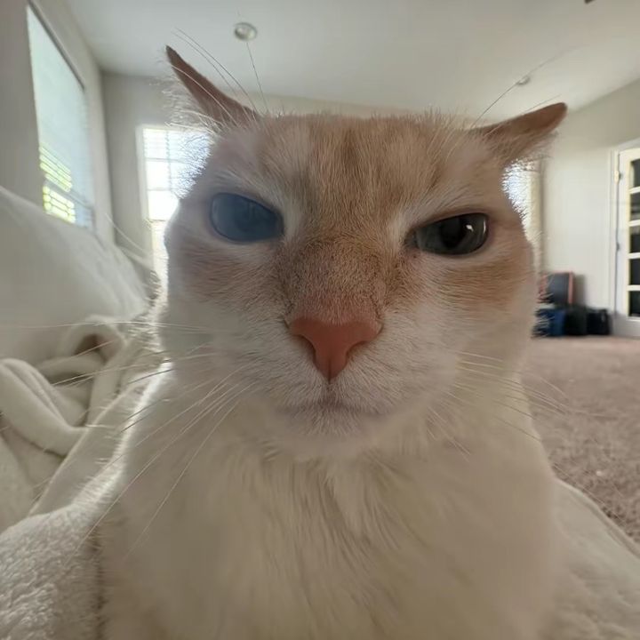 ppaeuf