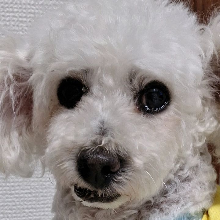 toypoo_aunt