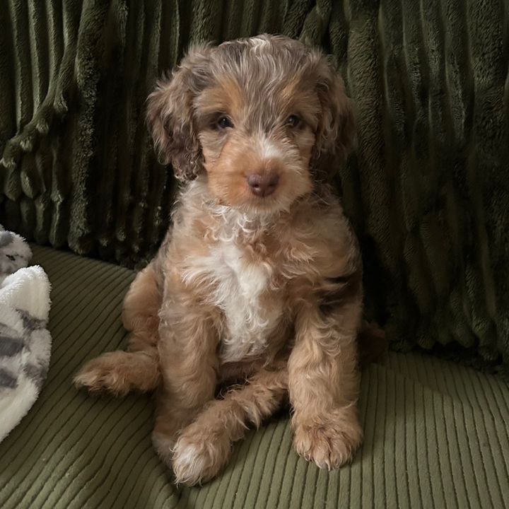Daphne the Cockapoo