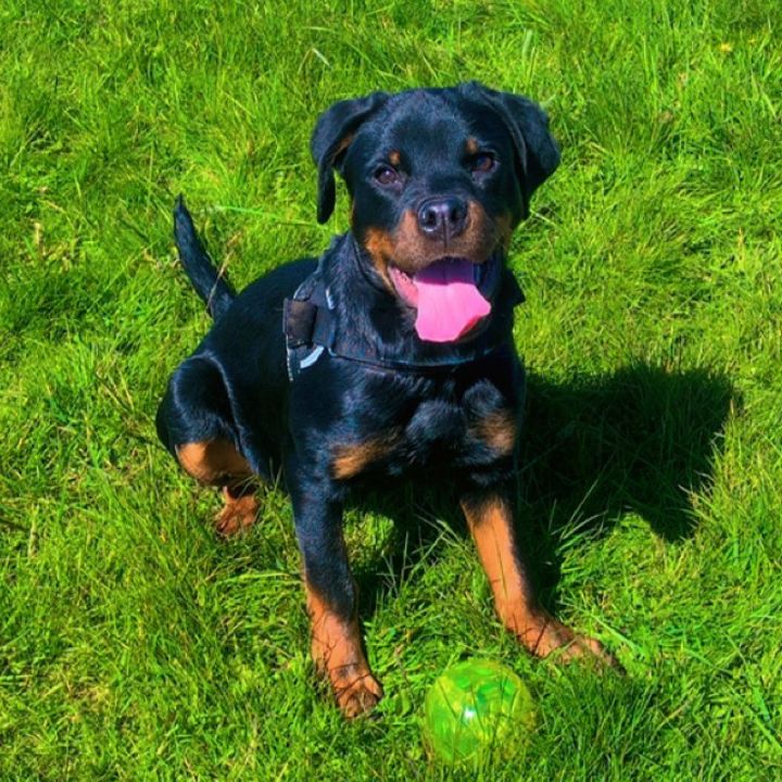 Lola the rottie