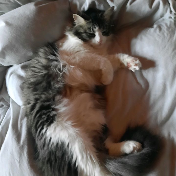 Ellie😃🐈