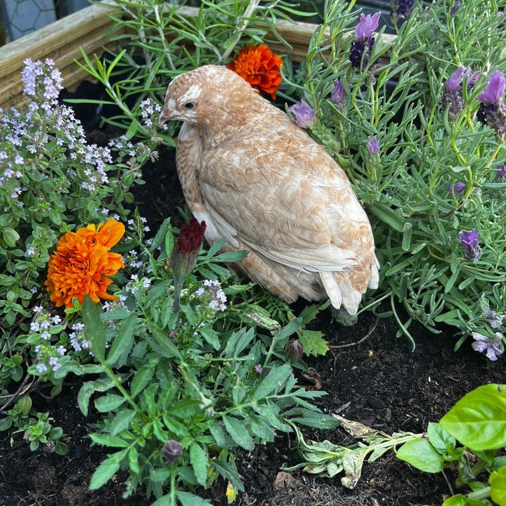 Kitty & the quails .