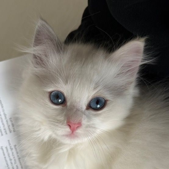 Traffie the Ragdoll