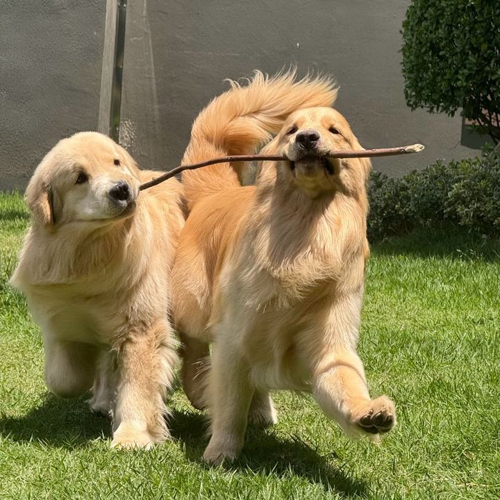 Hey Paw Friends