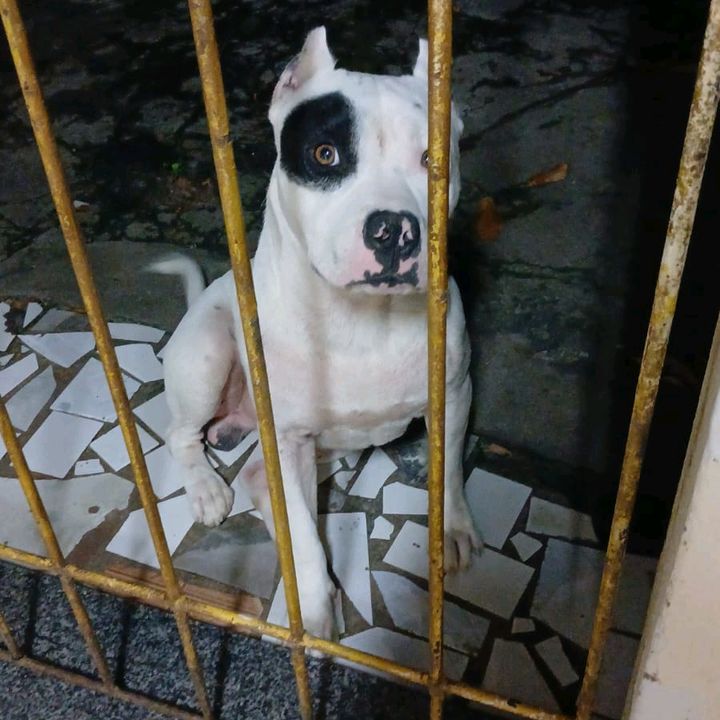 novelinha075