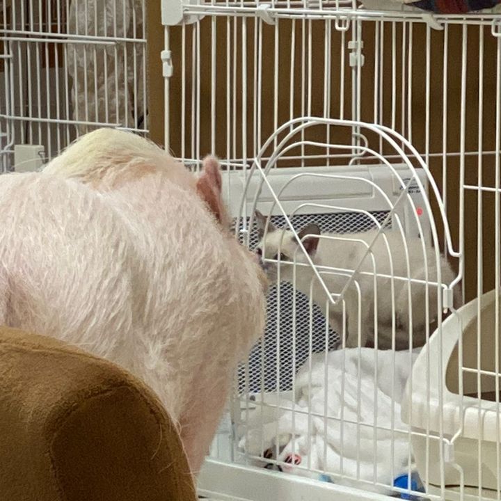 まーとぽる