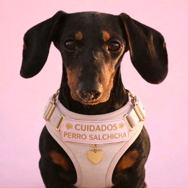 cuidadosperrosalchicha