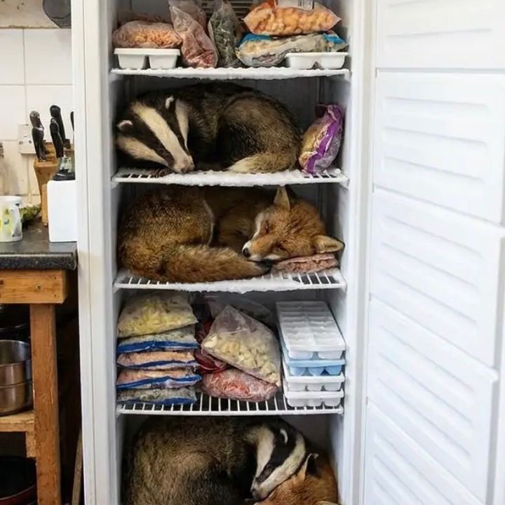 moocher shopping