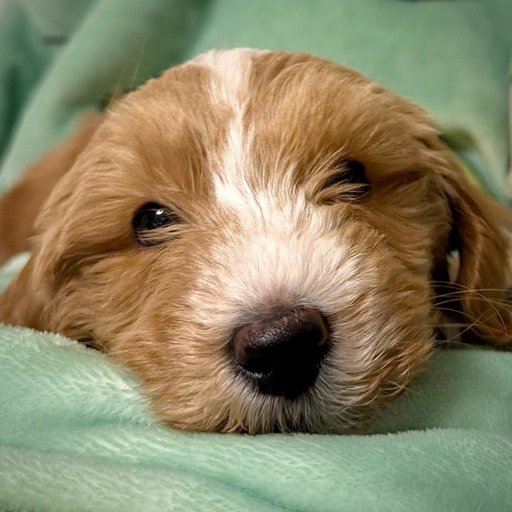 Crumpet the Goldendoodle
