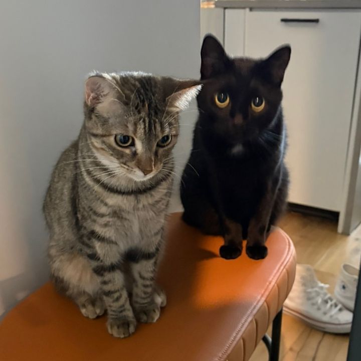 moneylinecats