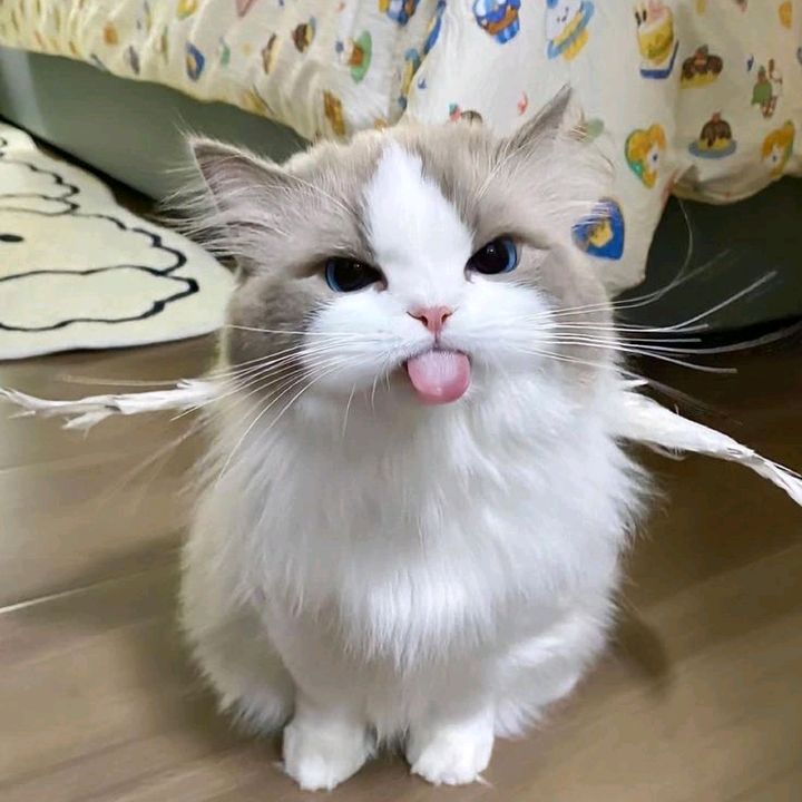 keranjang kucing