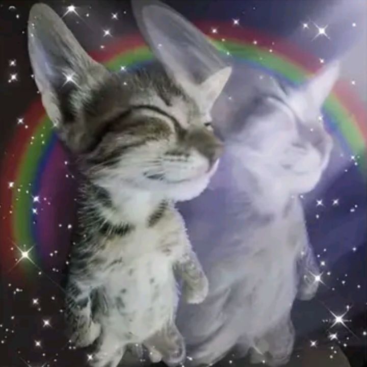 🌚