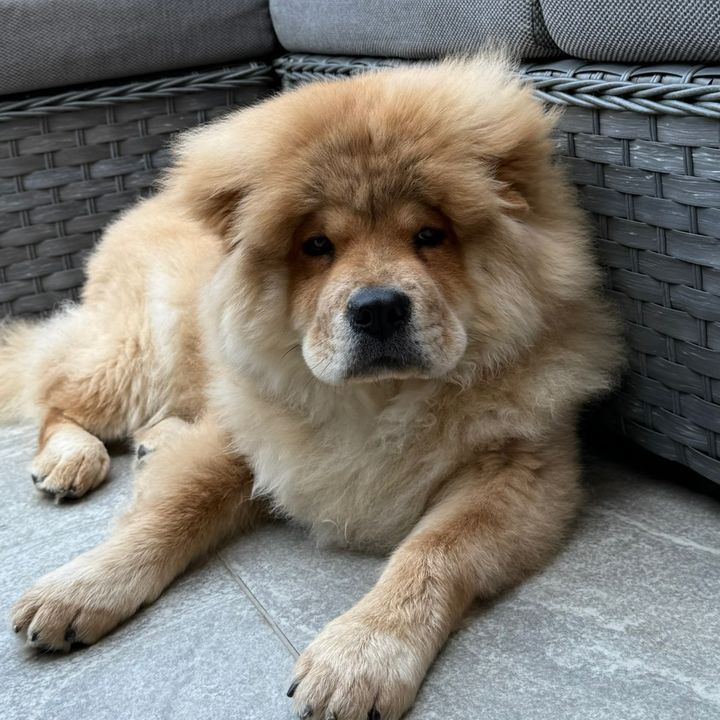 Mowgli The Chow Chow 🧸